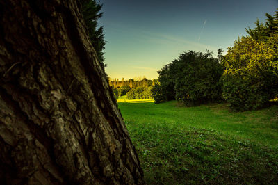 Trees growing in farm against sky