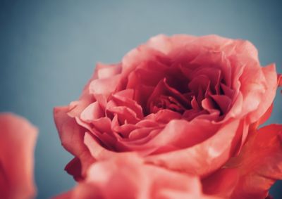 Close-up of pink rose flower