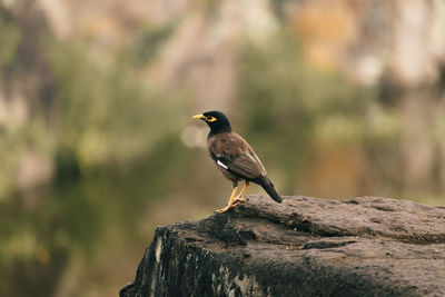 Bird perching on rock