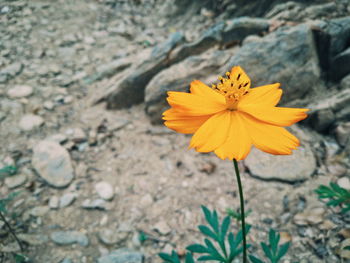 Close-up of yellow rose flower