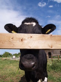 Cow with hidden eyes