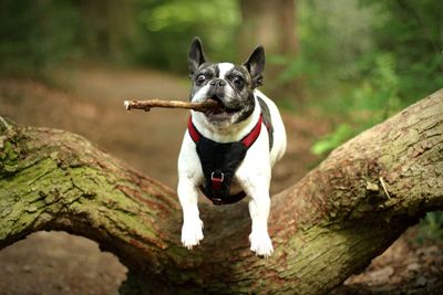 Dog carrying stick in mouth while jumping over tree trunk