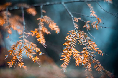 Close-up of autumn leaves