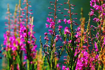 Close-up of purple flowering plants