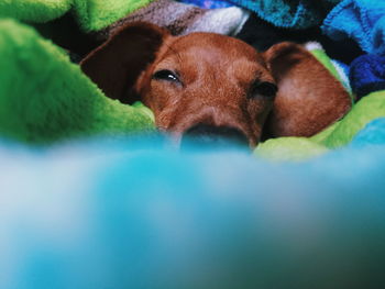 Close-up portrait of dog relaxing outdoors