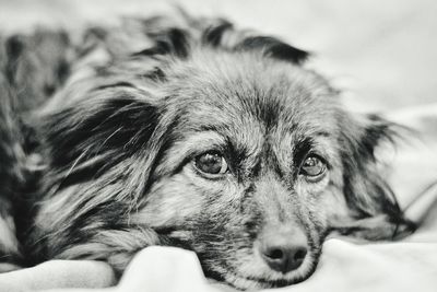 Close-up portrait of dog