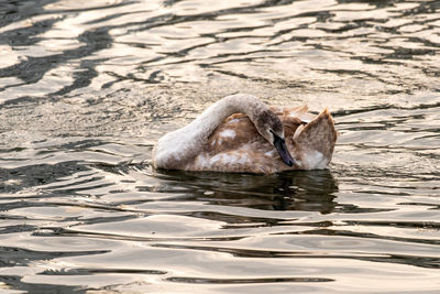 View of duck swimming in sea