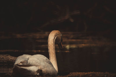 Close-up of swan in lake