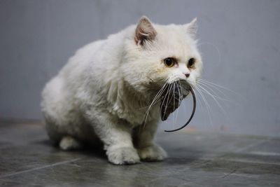 Close-up of a cat looking away