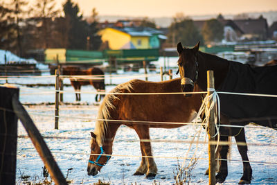 Horse standing in ranch