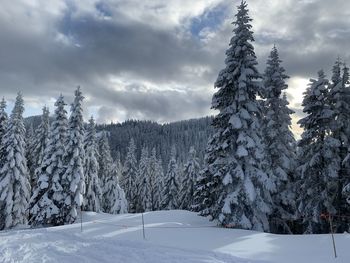 Snow covered pine trees in forest against sky