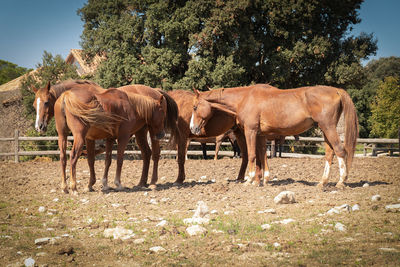 Horses standing in ranch