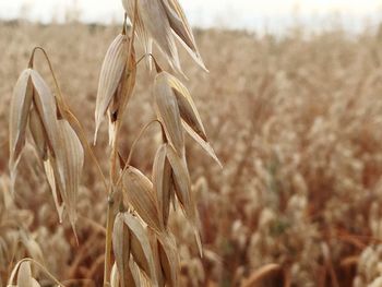 Close-up of stalks in field