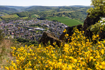 Scenic view of yellow flowering plants on land