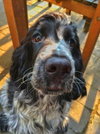 Close-up portrait of dog