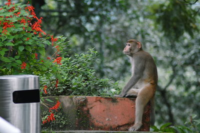 Monkey relaxing on wall