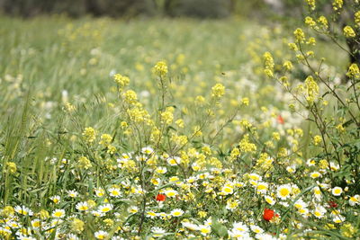 Close-up of yellow flowering plants on field