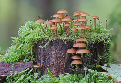 Group of tiny mushrooms on mossy stump