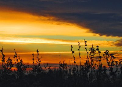 Silhouette plants on field against dramatic sky during sunset