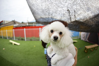 Close-up portrait of white dog