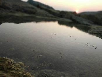 View of birds in lake