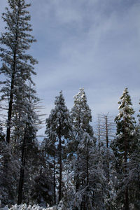 Low angle view of pine trees against sky during winter