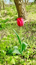 Close-up of red tulip blooming in park