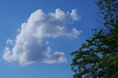 Low angle view of trees against blue sky