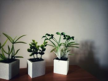 Potted plant against wall