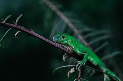 Close-up of a lizard on tree