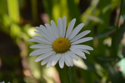 Close-up of white daisy flower