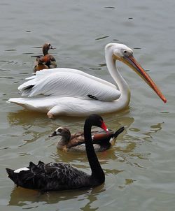 Swan swimming in lake