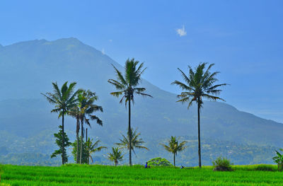 Palm trees on field against sky