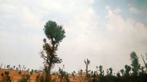 Low angle view of trees against sky