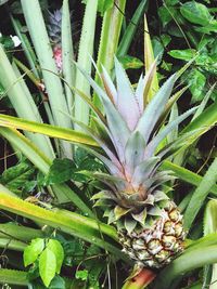 Close-up of plants