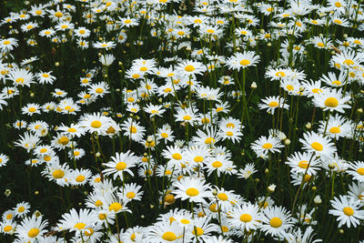 High angle view of white daisy flowers on field