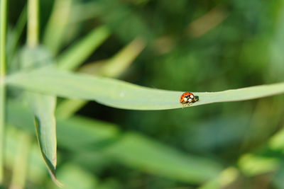 Close-up of ladybug on leaf