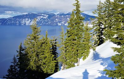 Pine trees on snow covered mountain against creator lake