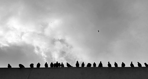 Low angle view of birds in flight