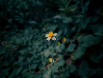 Close-up of yellow flowering plant