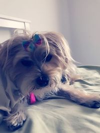 Portrait of dog relaxing at home