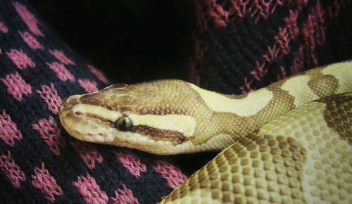 Close-up of a turtle