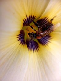 Close-up of bee pollinating on flower