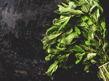 High angle view of fresh green plant