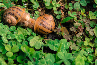 Close-up of snail on plant