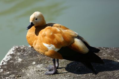 Close-up of bird perching on rock by lake