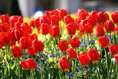 Close-up of red tulips in field