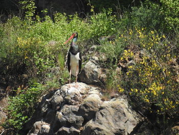 Bird on rock