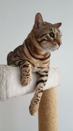 Close-up of cat sitting against white background
