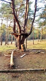 Bare trees in forest